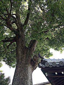 H27.4.27 神社の境内